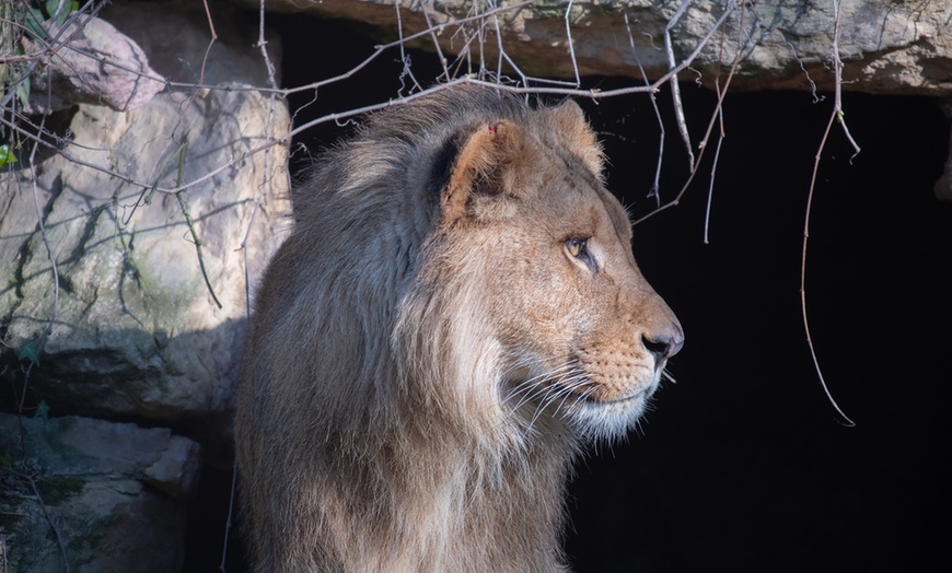 Image 5: Entrée au Touroparc Zoo