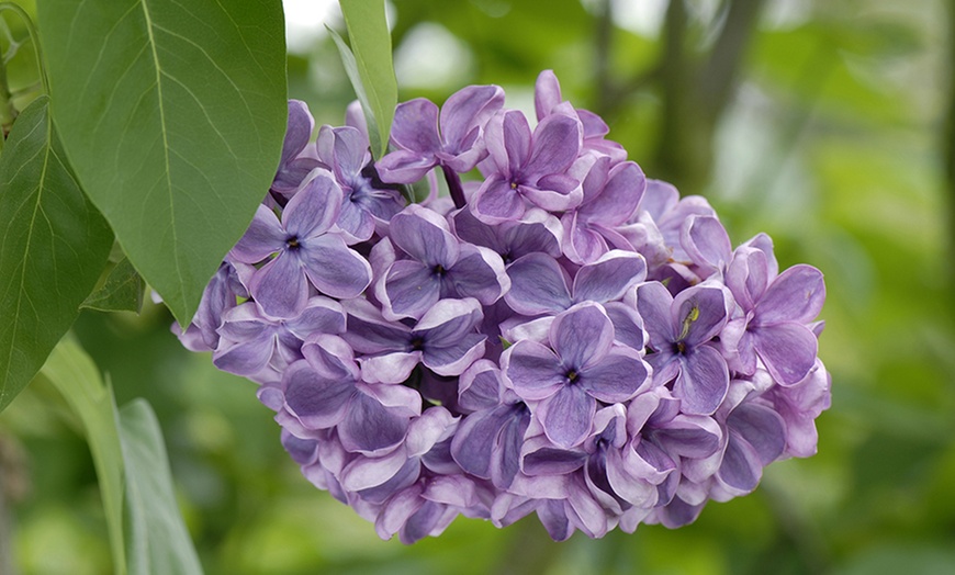 Image 1: Syringa Plant