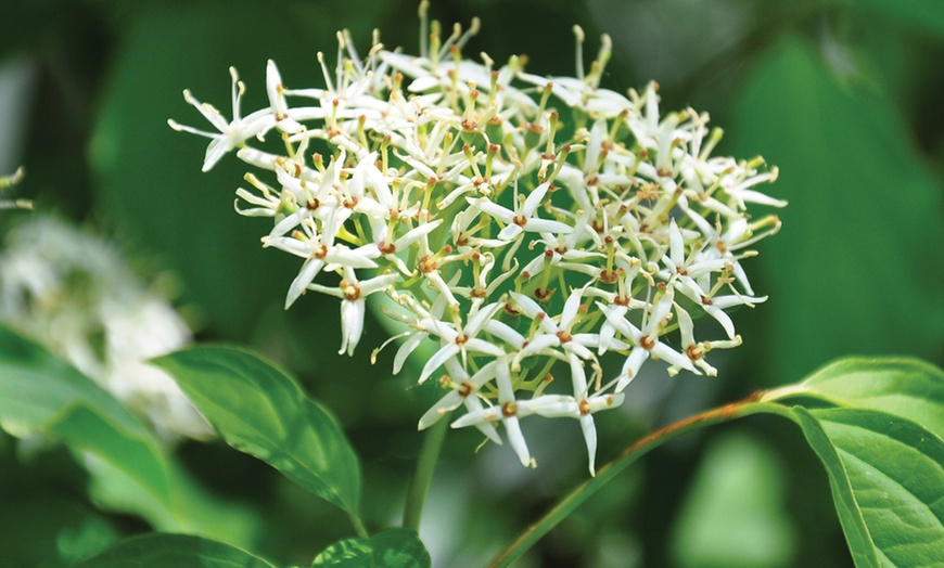 Image 3: Cornus Winter Flame 