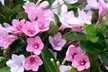 Weigela Towers of Flowers Apple Blossom – 1 or 2 Potted Plants - Second Medium