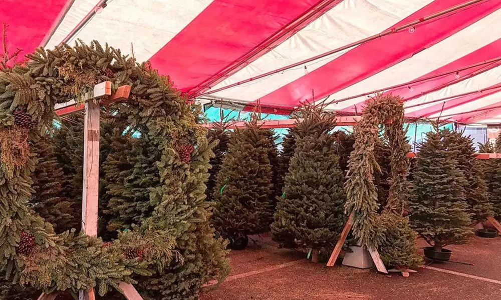 Make Your Holidays Merry with Hand-Selected Christmas Trees!