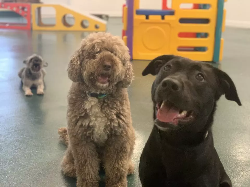 Three or Seven Days Boarding Play and Stay for a Dog at Best Friends Pet Care Carmichael (Up to 49% Off) - Second Medium