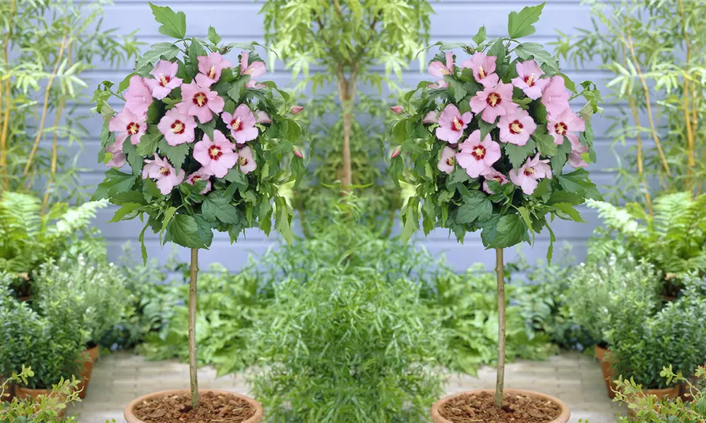 Hibiscus Standard Tree - Primary Image