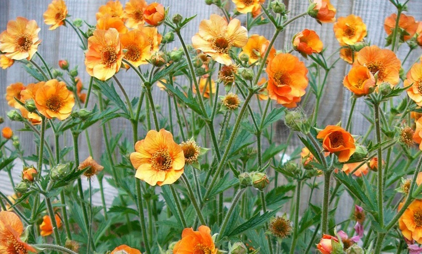 Image 1: Up to Three Geum 'Totally Tangerine' Potted Plants in 9cm Pot