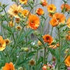 Image 1: Up to Three Geum 'Totally Tangerine' Potted Plants in 9cm Pot