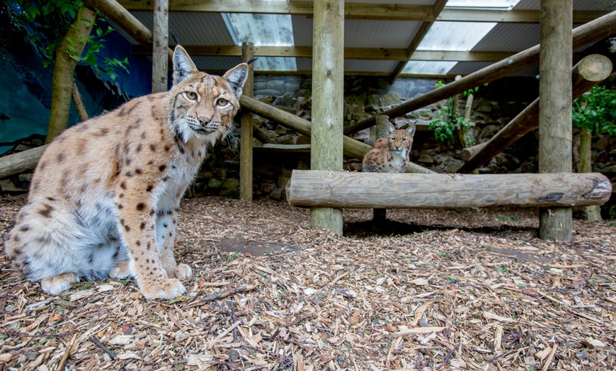 Image 10: Level up As A Wildlife Nerd at Dudley Zoo and Castle Entry