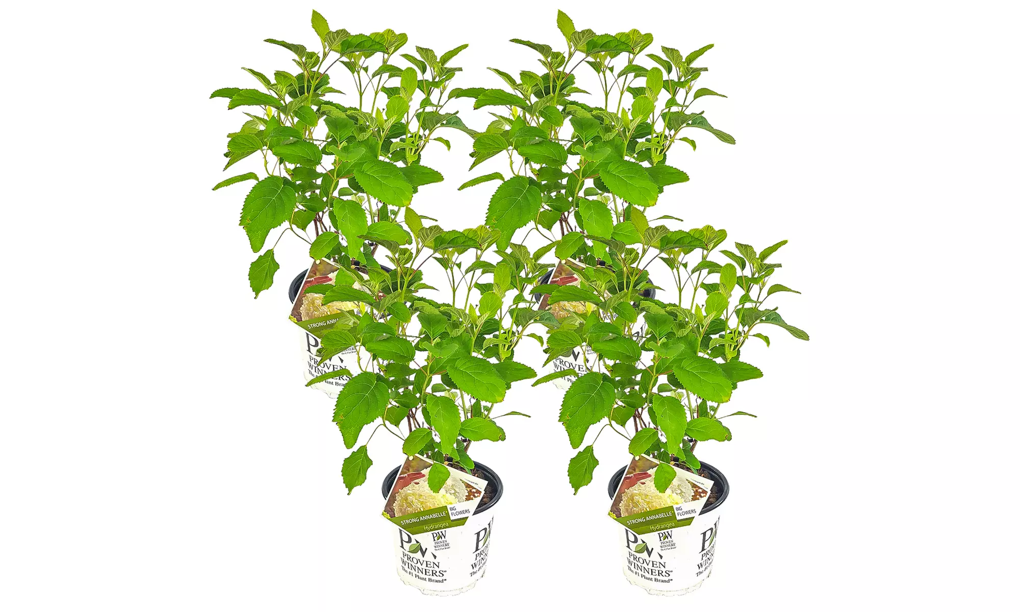 4er-Set Hortensie „Strong Annabelle“ mit Riesenblüten - Second Medium