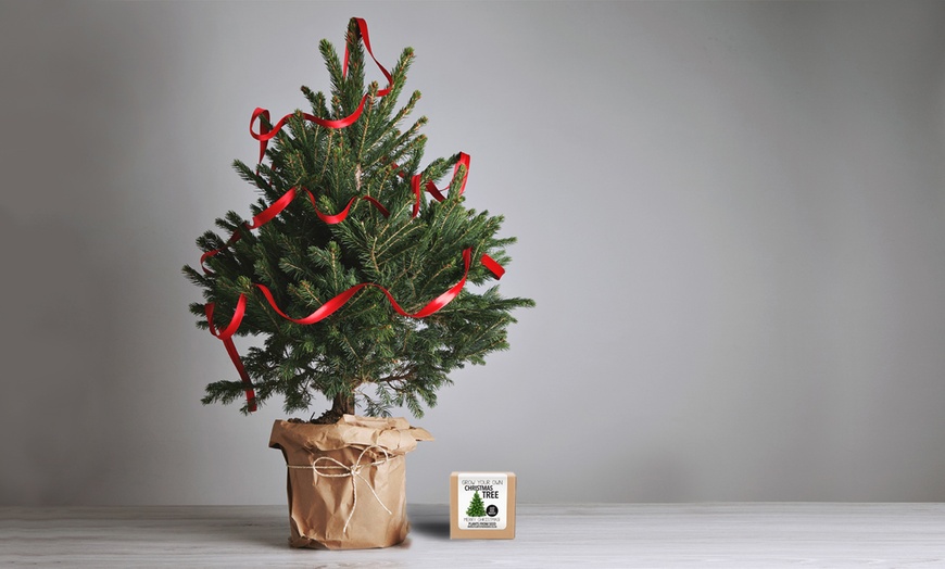 Image 1: Grow Your Own Christmas Tree