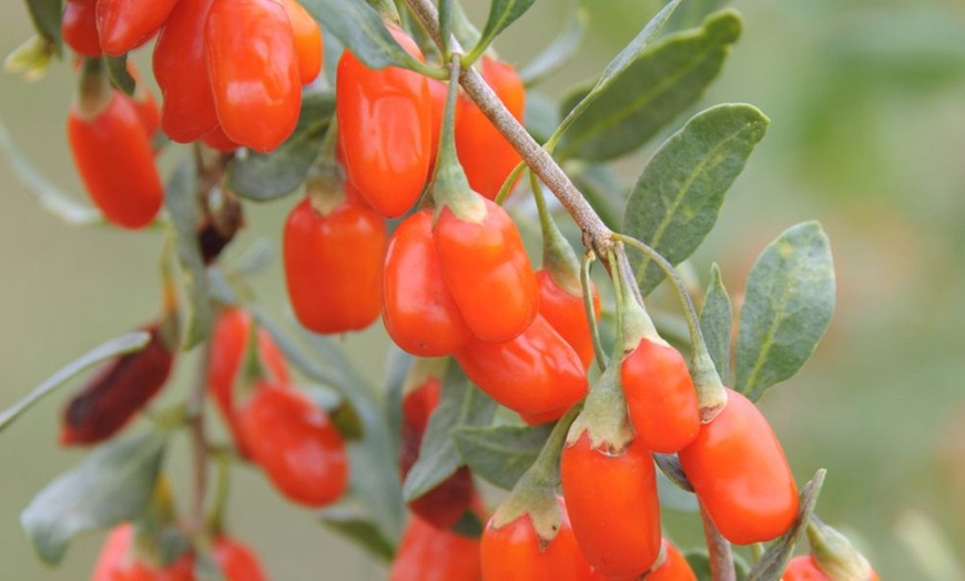 Image 3: Goji Berry - No.1 Lifeberry - 1 or 2 Potted Plants


