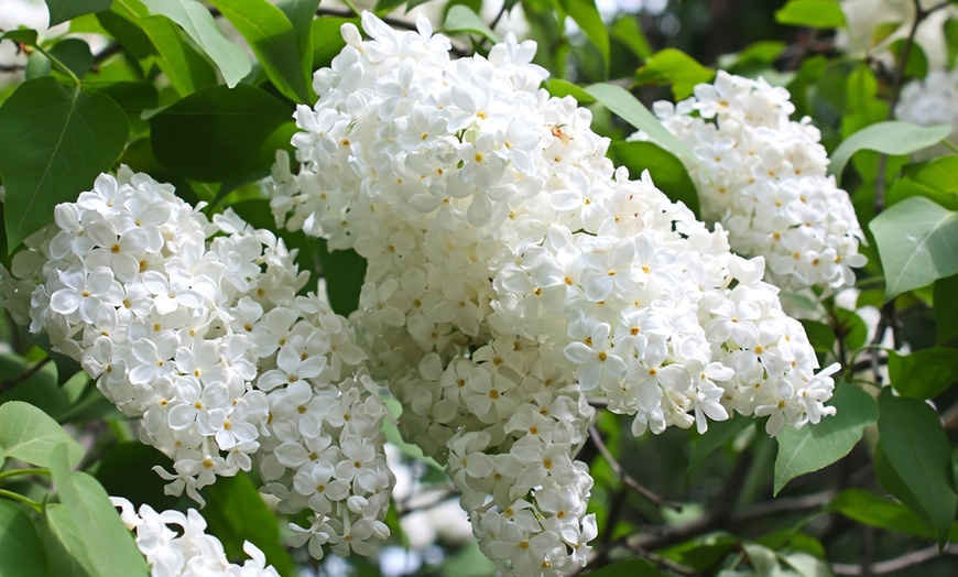 Image 1: Up to Three Scented White Lilac 'Madame Florent Stepman' Plants 9cm