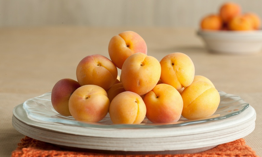 Image 15: Fruitbomen voor in de tuin van Rootz