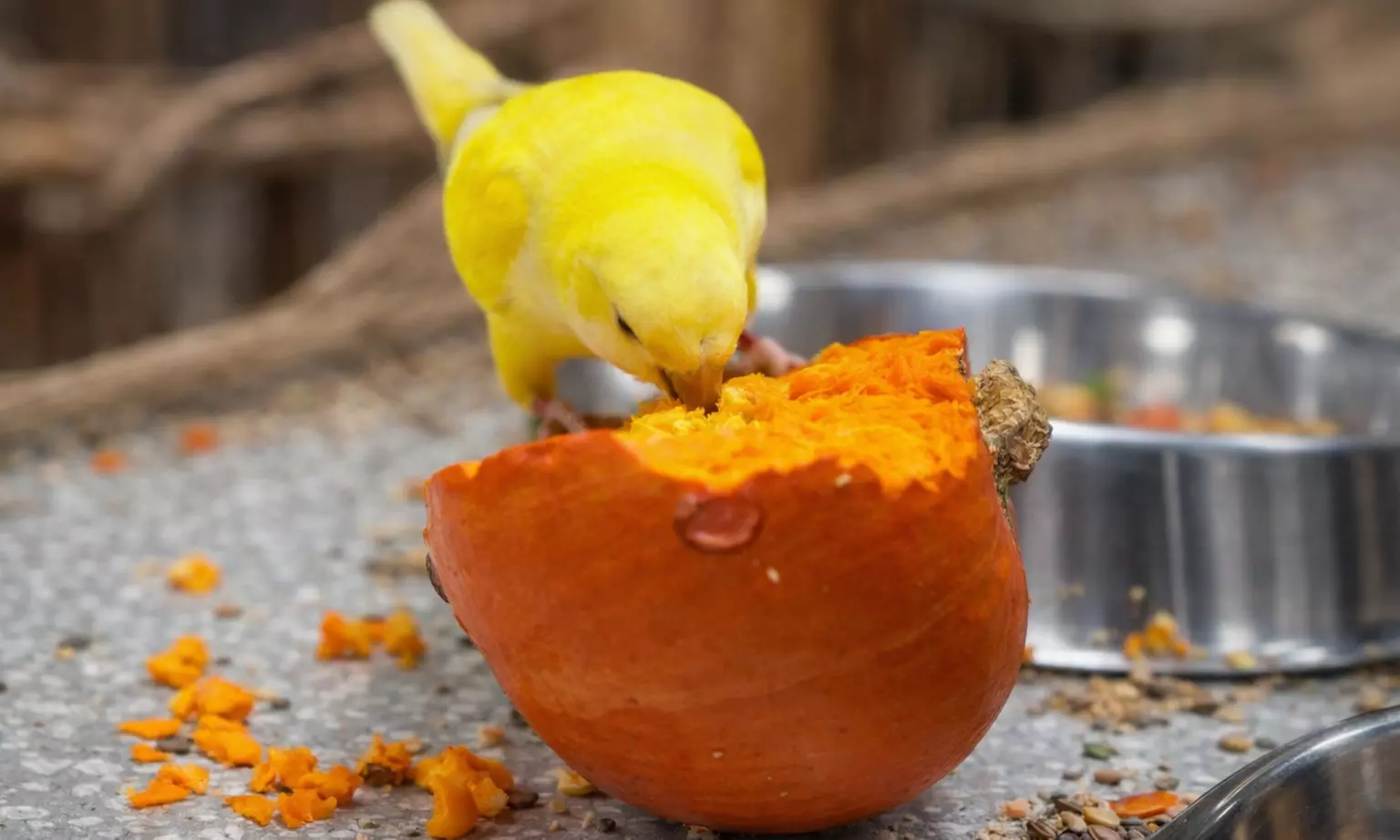 Papugarnia Carmen: bilet wstępu lub organizacja urodzin