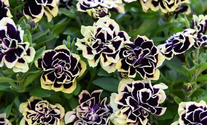 Petunia Mystical Midnight Gold - 5 or 10 Plants