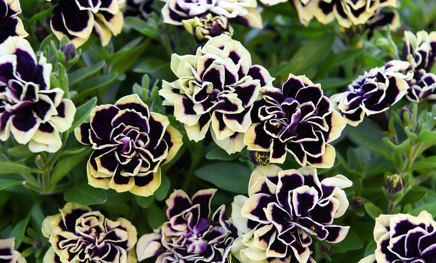 Image 1: Petunia Mystical Midnight Gold - 5 or 10 Plants