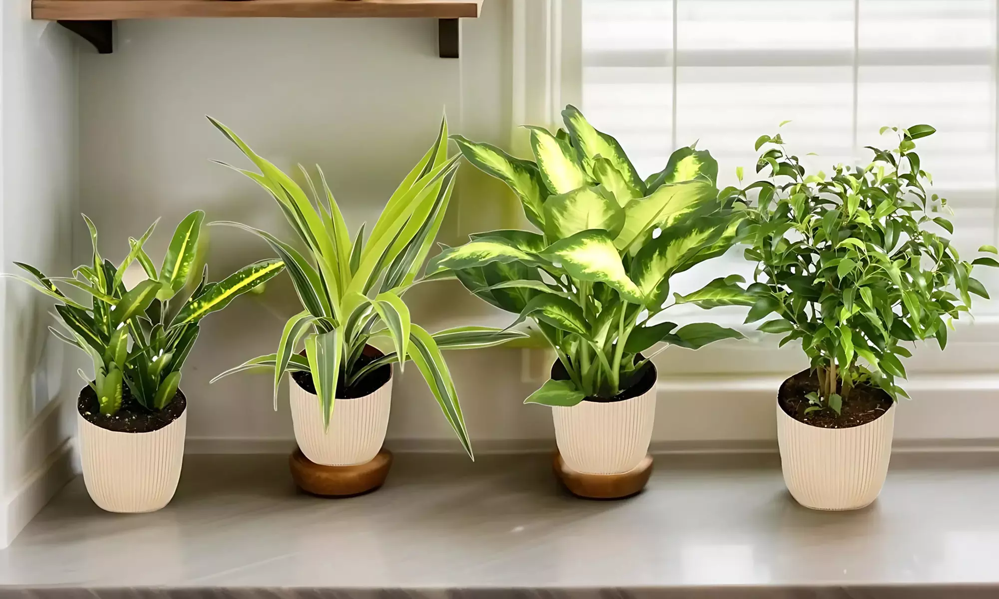 4  plantas de interior