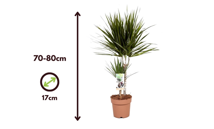 Image 8: 1x, 2x oder 4x Drachenbaum „Marginata”