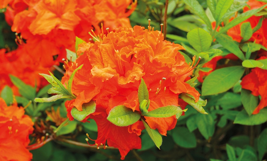 Image 3: Up to Four Hardy Dwarf Azaleas Collection Plants