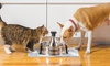 Up To 30% Off On PetSafe Drinkwell Fountain | Groupon Goods