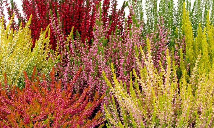 Image 2: Evergreen Heather Plants