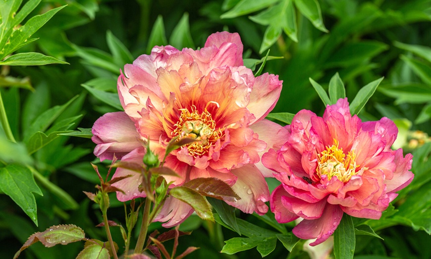 Image 1: Peony Itoh ‘Bartzella’ or ‘Hilary’ - Potted Plants in 2 Litre Pots