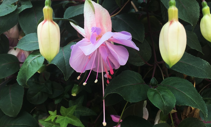 Image 2: Up to Three Fuchsia Giant Trailing Holly's Beauty Potted Plants 