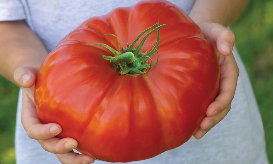 Image 1: Five Tomato Gigantomo Plants 