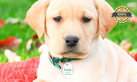 Fino a 3 medagliette personalizzabili per animali offerti da PrinterPix (sconto fino a 85%)