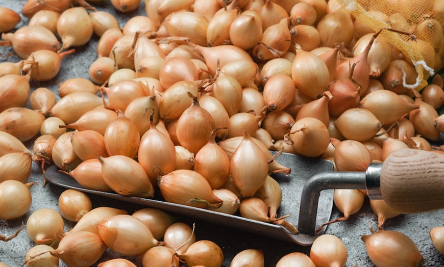 Image 3: Onion and Garlic Bulb Collection