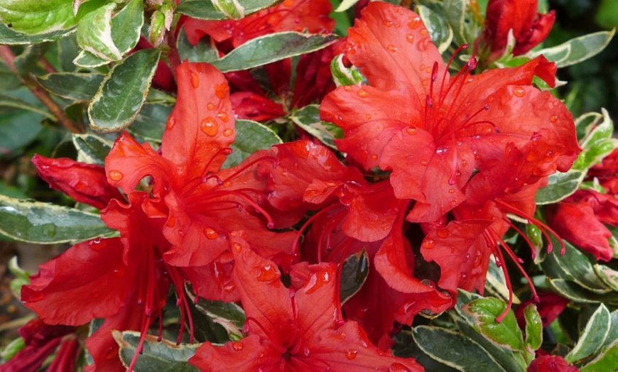 Image 1: One or Three Mixed Azalea Plant Collections in 9cm Pots