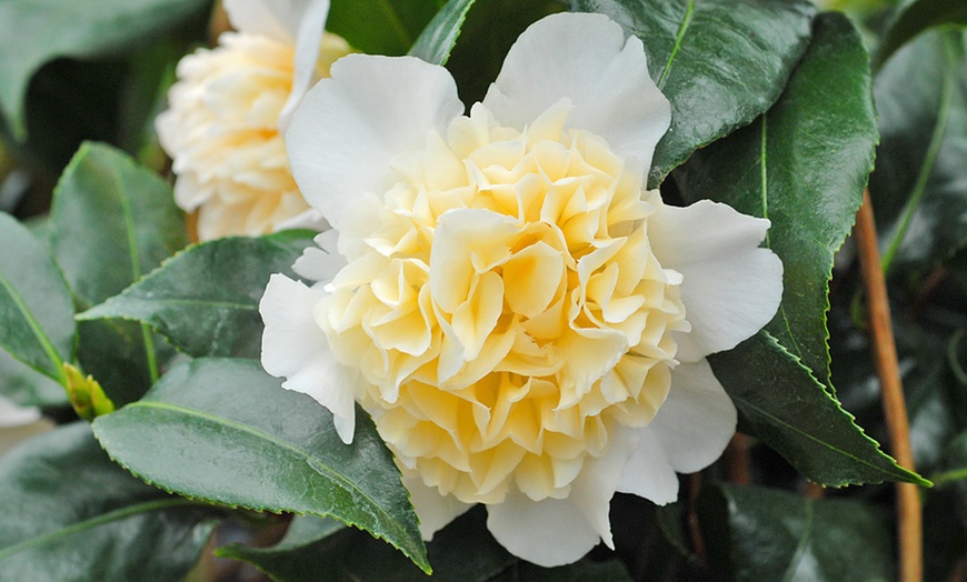 Image 4: One or Three Hardy Camellia Potted Plants