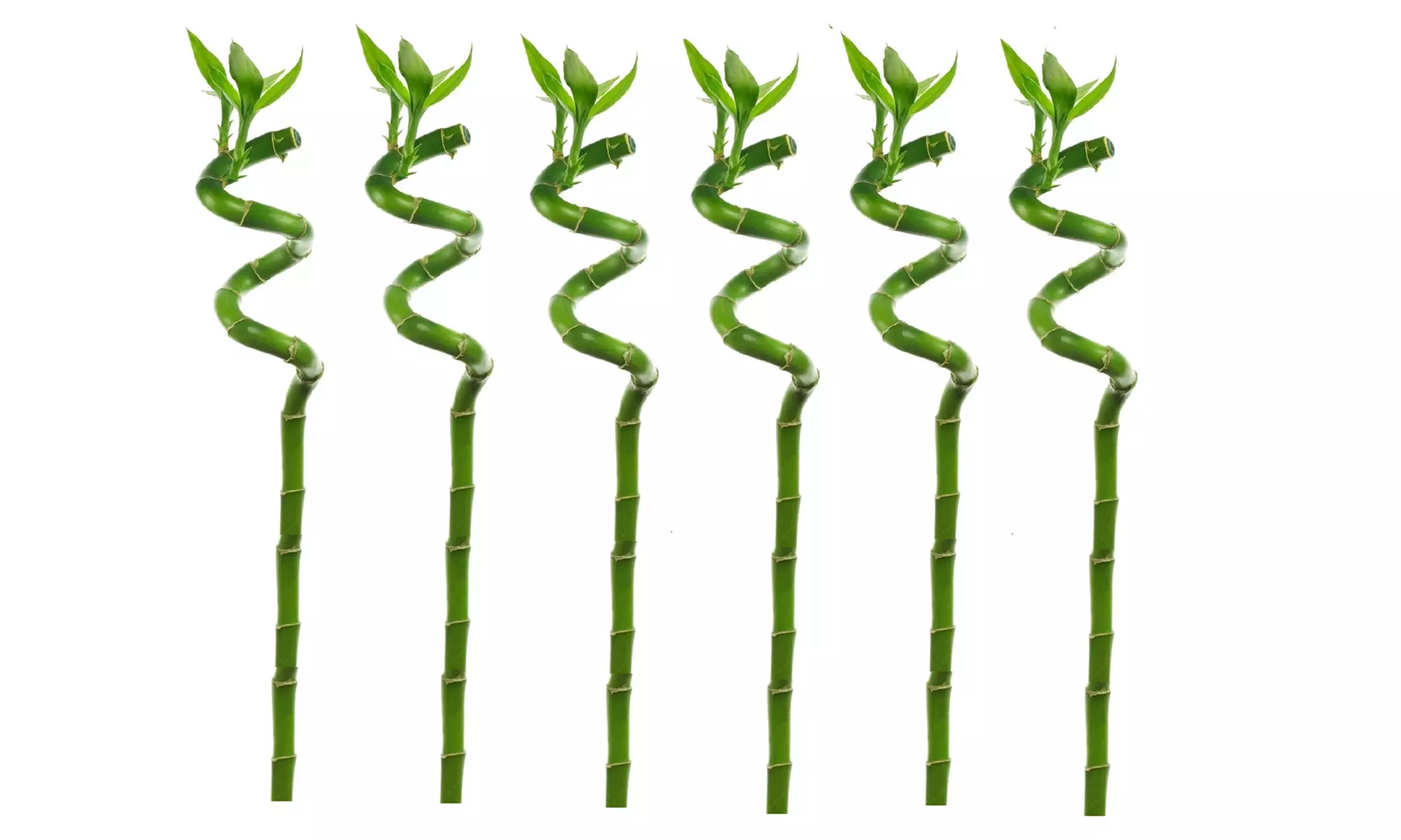 6 ou 12 plantes de bambou porte-bonheur