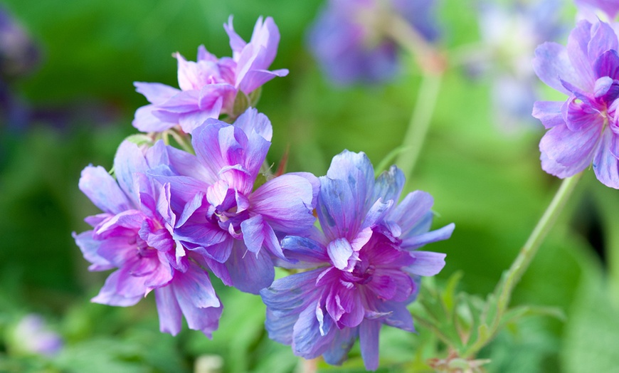 Image 2: One or Three Bare roots Geranium Double Plenum Caeruleum Plant