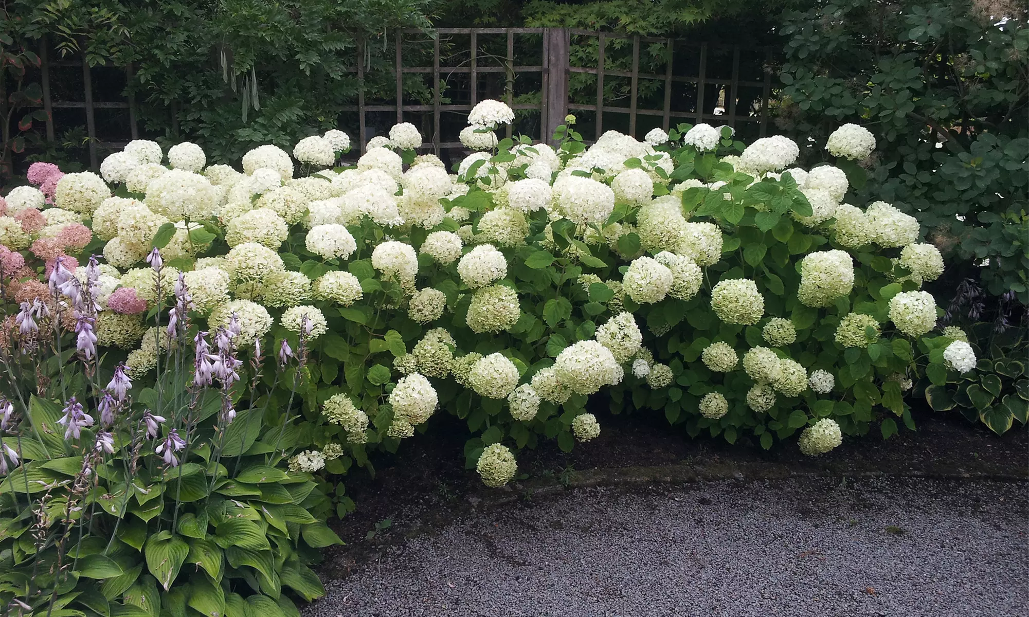 1, 2 o 4 hortensias "Strong Annabelle"