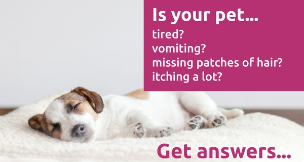 Up to 83% Off At-Home Comprehensive Sensitivity Test for Your Pet