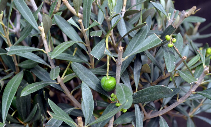 Image 2: Olive Standard Tree – 1 or 2 Plants with Optional Patio Pot