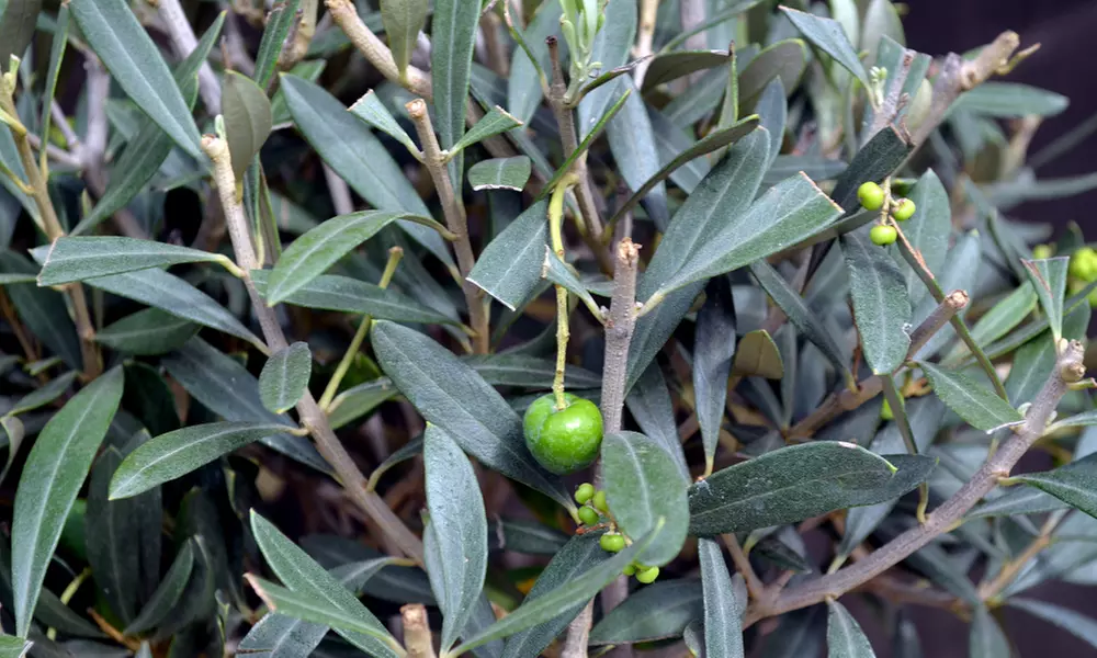 Olive Standard Tree – 1 or 2 Plants with Optional Patio Pot