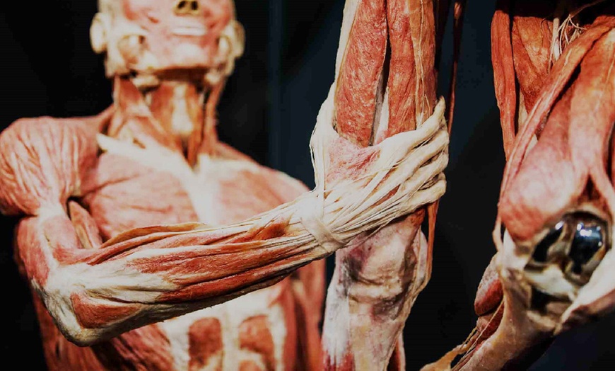 Image 2: Entrée pour Body Worlds Amsterdam