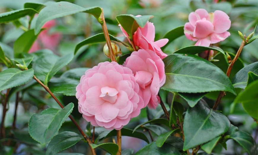 Image 3: Camellia Pink Perfection Plant