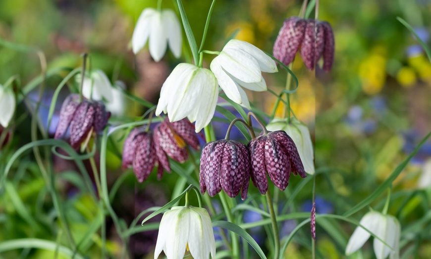 Image 5: Mix de bulbos de Fritillaria Meleagris