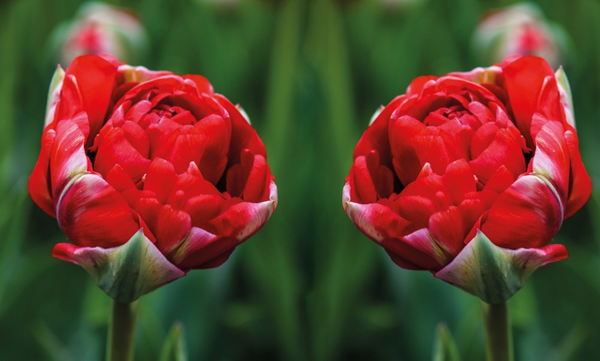 Image 3: 5, 10 or 20 Tulip 'Boombastic Red' Hardy Bulbs