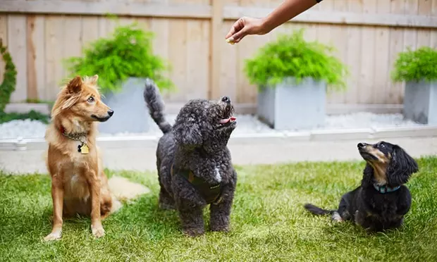 Personalised Dog Training Initial Consultation & Custom Plan @ Madame Ma's Doggie Daycare & Grooming (71% Off) - Primary Image