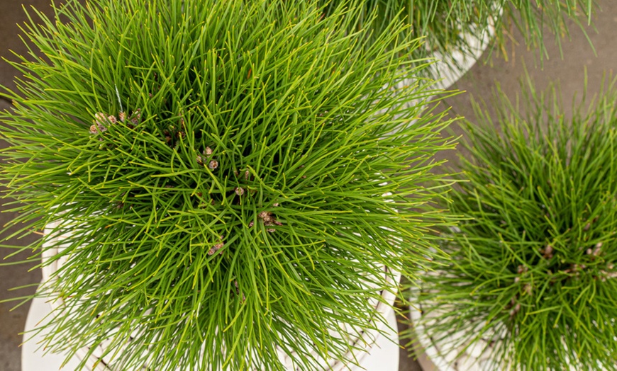 Image 4: Plante de pin "Pinus Summer Breeze"