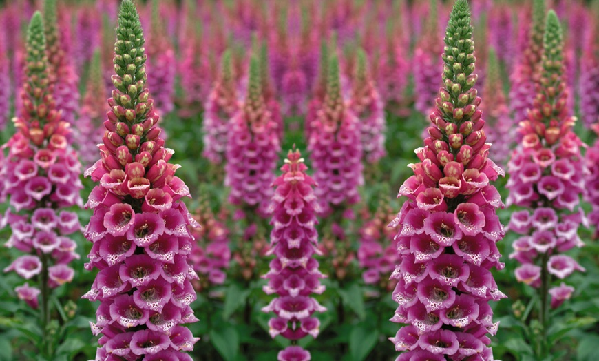 Image 3: 5 or 10 Foxglove Candy Mountain Plug Plants