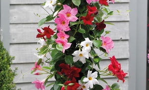 One or Three Mandevilla Sanderi 'Bloom Bells' Trio Plants