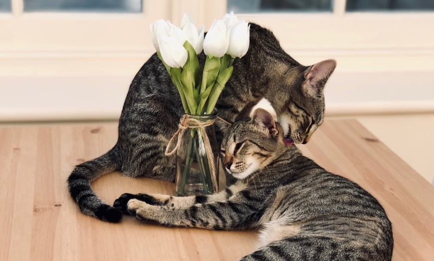 Image 1: Cat Cafe Entry with Cream Tea