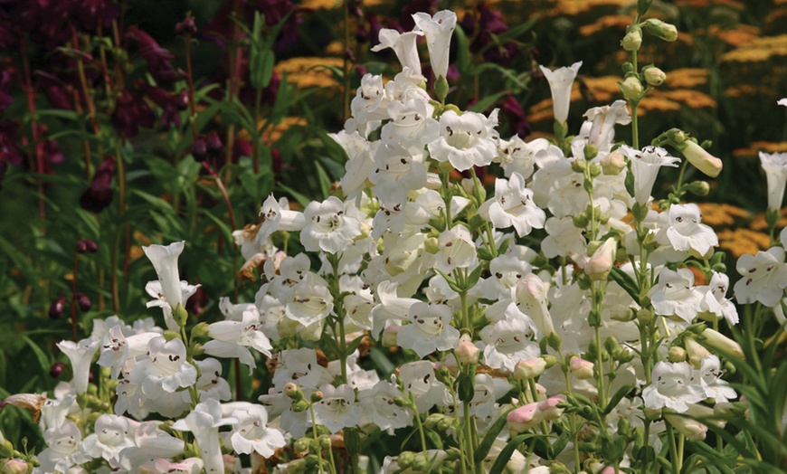 Image 5: 12 or 24 Hardy Penstemon Plants