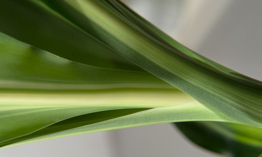 Image 2: Plante Dracaena Cintho de 140 à 150 cm