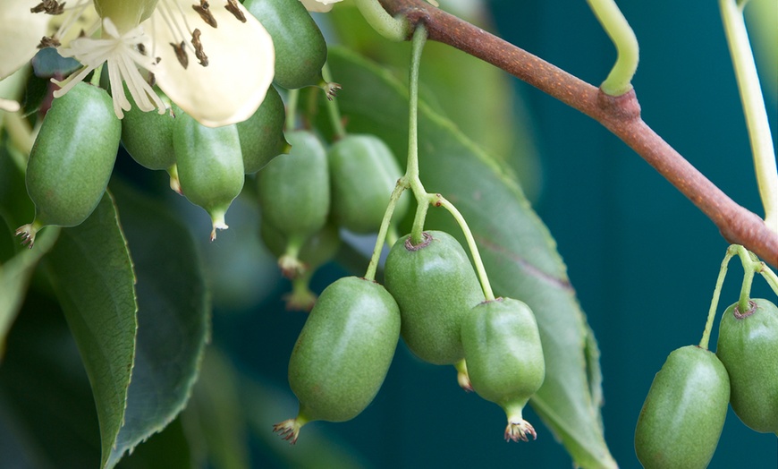 Image 1: Potted Kiwi Berry Plant