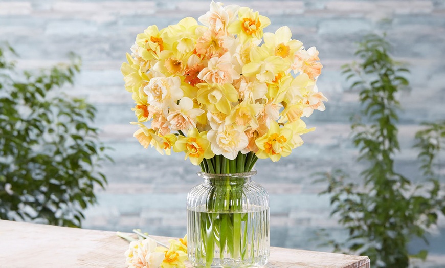 Image 1: 25 or 50 Narcissus 'Citrus Sorbet' Mixed Spring Flowering Bulbs