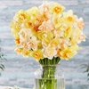 Image 1: 25 or 50 Narcissus 'Citrus Sorbet' Mixed Spring Flowering Bulbs